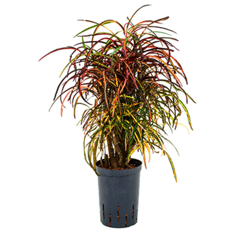 کروتون رشته ای